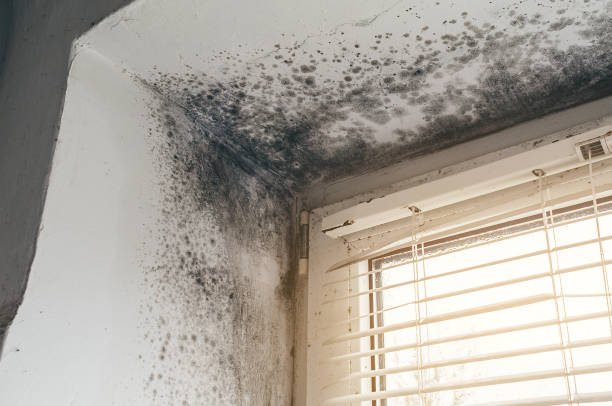 Affordable Black Mold Remediation solutions in Crapo, MD